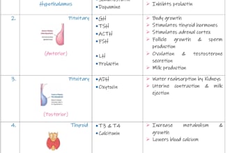 create aesthetic study notes summaries and notion guides