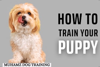 provide professional dog training and obedience training