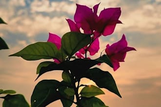 do aesthetic photo editing and color grading for instagram