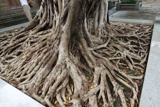 guide you around in guangzhou, providing philosophical and historical knowledge