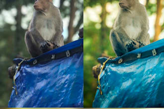 do professional adobe lightroom photo