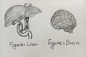 create neat hand drawn biological illustrations