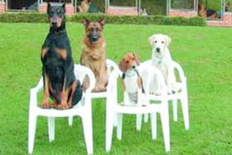 write articles related to dog trainings and obedience