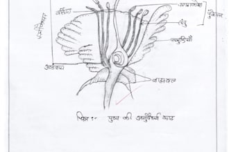 rewrite your notes in neat biology handwriting with diagrams