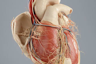 draw anatomy and medical vector illustration