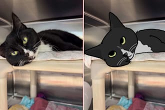 draw your pet as a silly cartoon