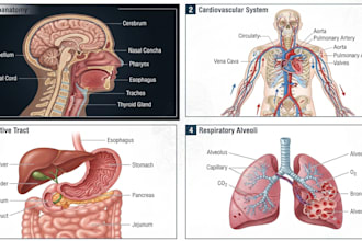 create anatomy, medical, and scientific illustrations