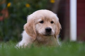 write professional dog articles golden retriever puppy
