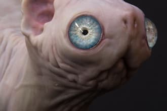 provide high resolution image of sculpt