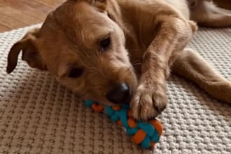 create an ai ugc video ad for your pet brand