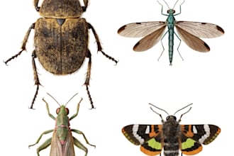 do realistic insect illustrations