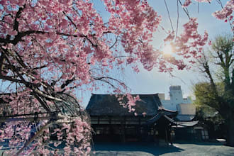 provide local kyoto advice and info from a native