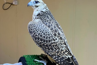 provide expert solutions for falcon behavior training and health care