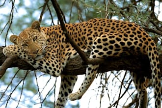 do a travel package for a safari to east africa via viola holidays