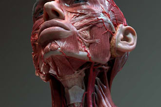 create hyper realistic 3d medical anatomy, 3d anatomy model