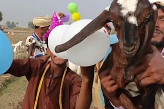 do crazy funny dance african happy birthday video