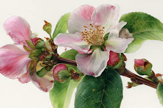 create elegant botanical illustrations inspired by nature