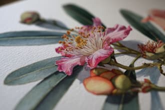 draw detailed botanical and floral illustrations