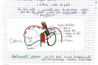 create anatomy study notes for medicine students