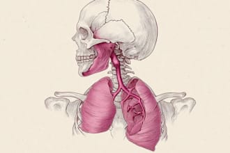 draw medical, anatomy, and biology diagrams illustration