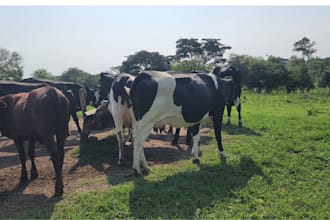 write agribusiness, dairy business, and agriculture content