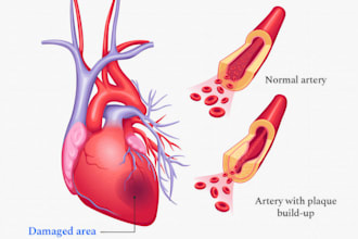 medical illustration scientific anatomy drawings biomedical art medical diagrams
