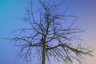 edit photos like a pro but whit price of an amateur