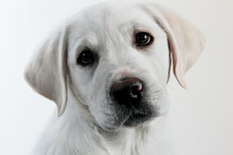 create a custom watercolor pet portrait or pet painting
