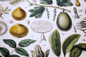draw realistic botanical illustrations