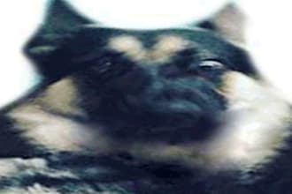 bark like a realistic dog