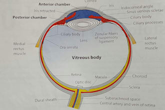 help in opthalmology optometry