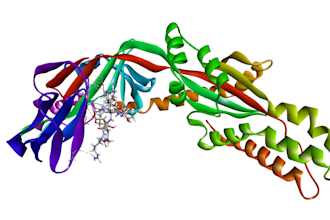 perform molecular docking and interaction analysis