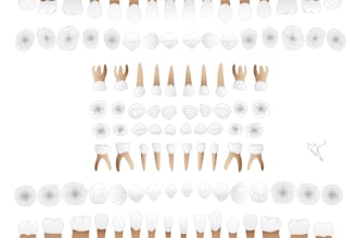 design professional dental chart and tooth svg for software