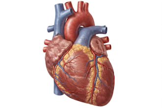 do medical, dental and scientific illustrations for you