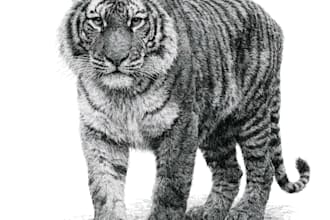 create pen and ink illustrations for books and merch