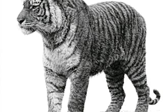 create pen and ink illustrations for books and merch