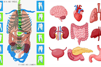 create professional medical illustration, anatomy scientific diagrams, vector