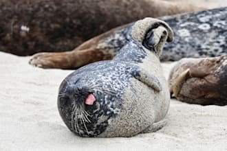 original wildlife and nature photography for your project