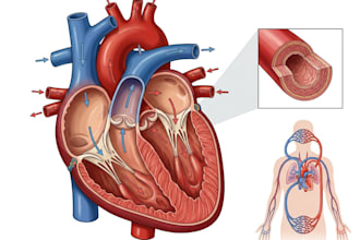 draw medical illustrations and diagrams