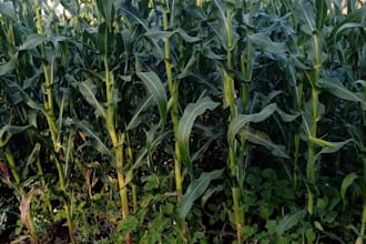 write SEO farming and christian blog articles