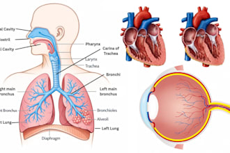 draw detailed 2d 3d medical, scientific illustration biology anatomy diagram