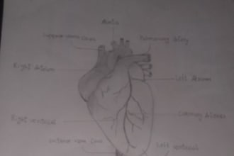 draw neat hand drawn medical and anatomy diagrams