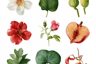 do a botanical illustration