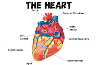 create detailed medical scientific illustration, medical biology anatomy diagram