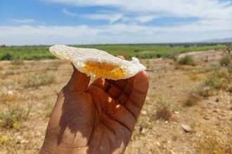 provide professional beekeeping and apiary consultation for varroa and nosema