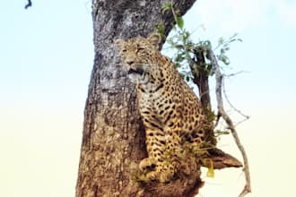 plan you a south africa kruger safari that will change your life