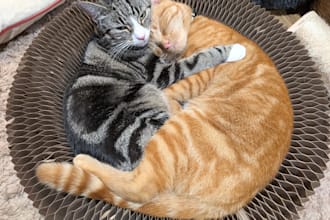 support pet care through walks, feeding or garden pet waste cleanups