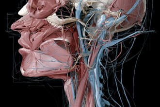draw professional anatomy vector illustrations