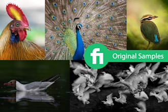 edit bird photography naturally in lightroom and photoshop