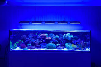 help you design a saltwater or reef aquarium